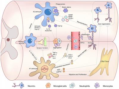 Targeting astrocytes polarization after spinal cord injury: a promising direction